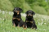 BEAUCERON - PUPPIES 342